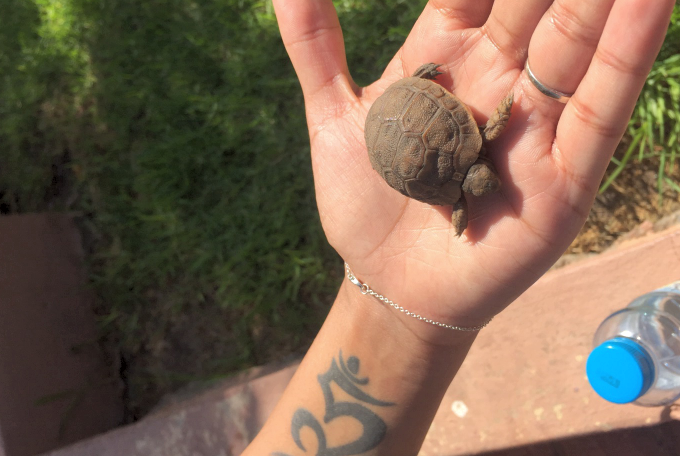 Medina Gardens Baby tortoise